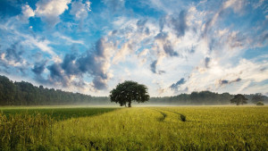 VERANTWORTUNG FÜR SOZIALES UND UMWELT